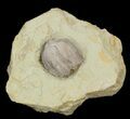 Blastoid (Pentremites) Fossil - Illinois #42827-1